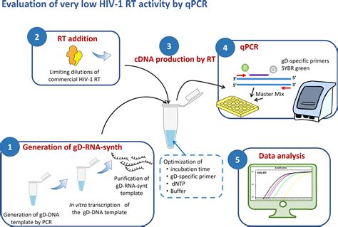 q-pert assay|reverse transcriptase rt.